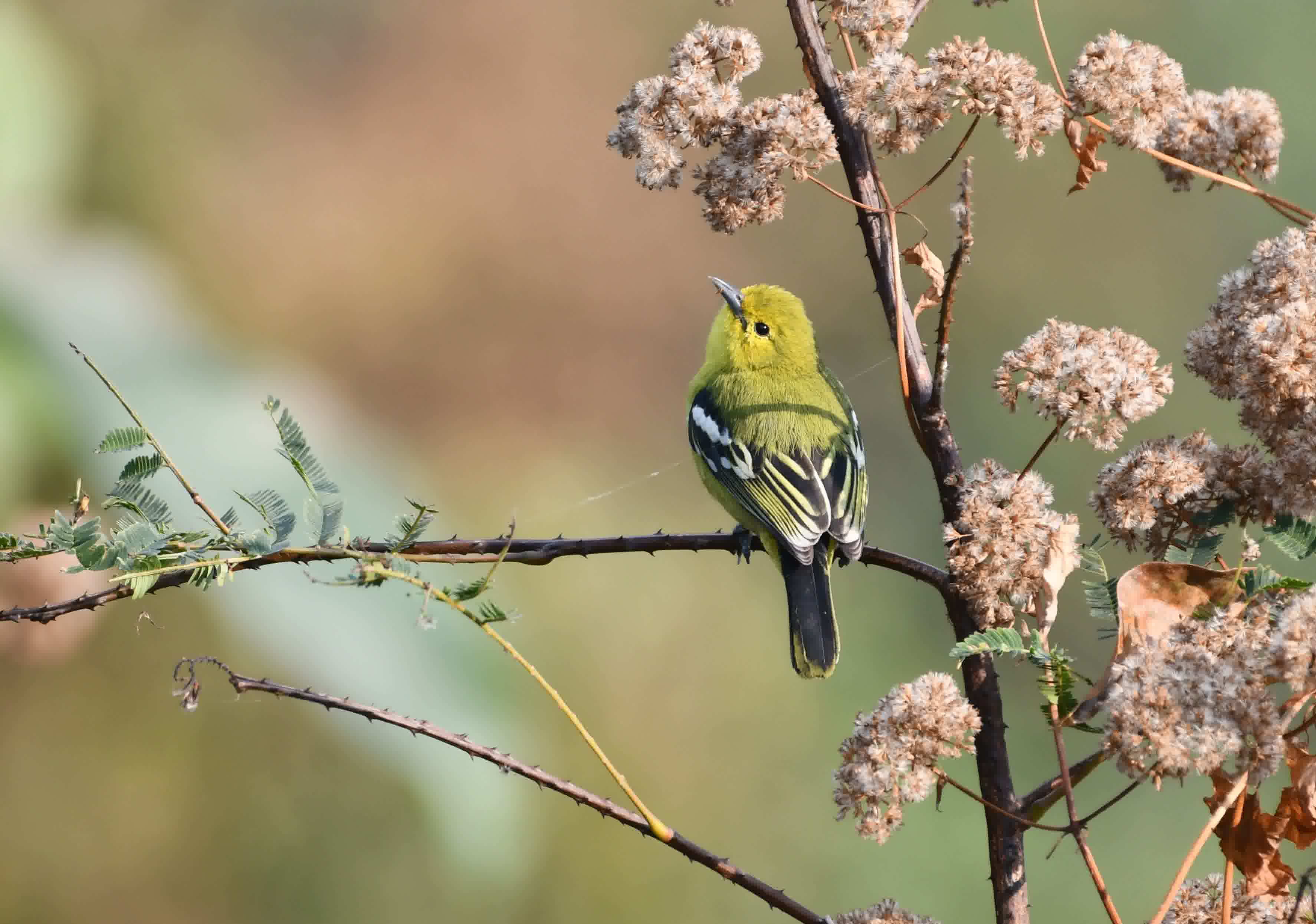 Common iora